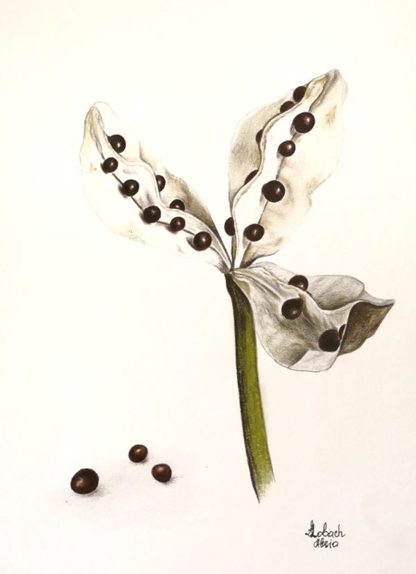 Ботаническая Иллюстрация Ирис картины в интрьере