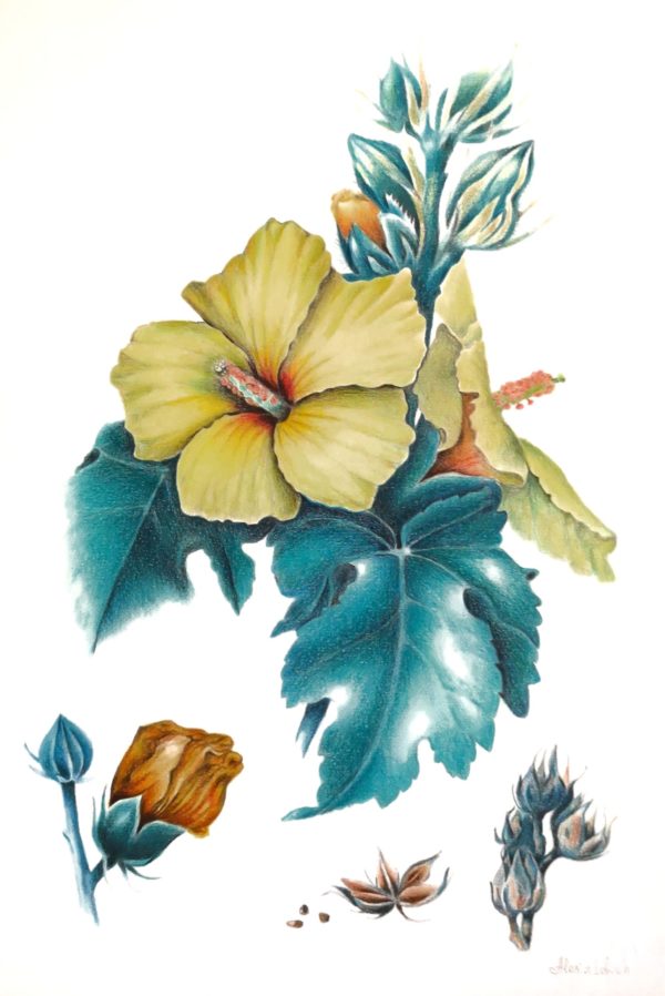 Ботаническая Иллюстрация Гибискус картины в интрьере