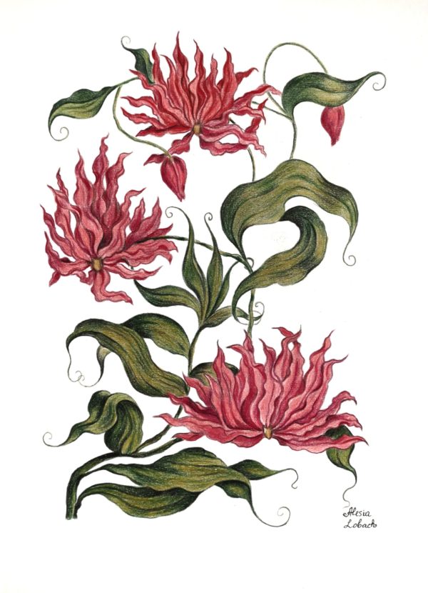 Ботаническая Иллюстрация Глориоза Великолепная картины в интрьере