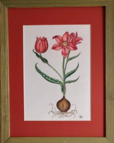Ботаническая Иллюстрация Красные тюльпаны картины в интрьере