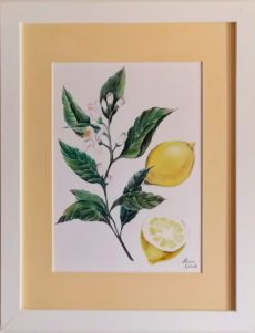 Ботаническая Иллюстрация Глориоза Сочный Лимон картины в интрьере