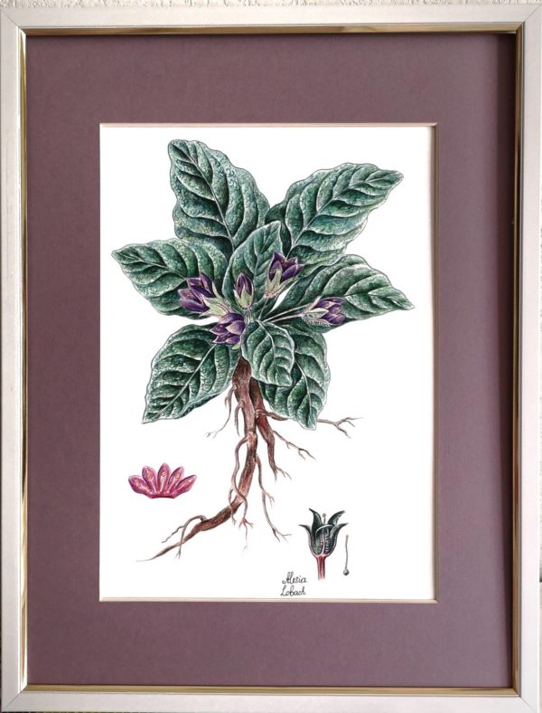 Ботаническая Иллюстрация Мандрагора картины в интрьере