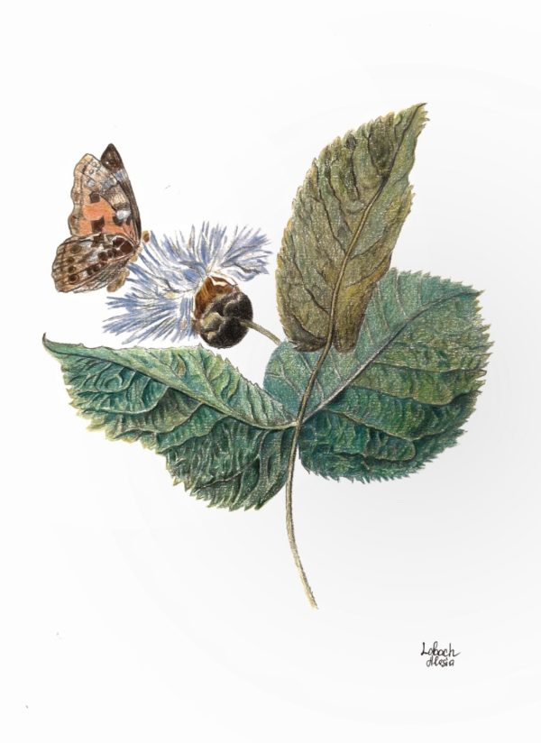 Ботаническая Иллюстрация Листья картины в интрьере